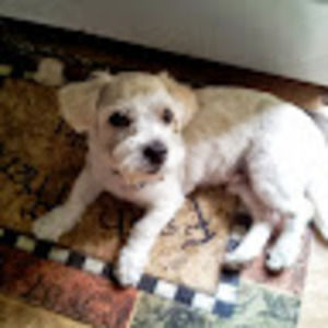 Meet your Posher, Marvin